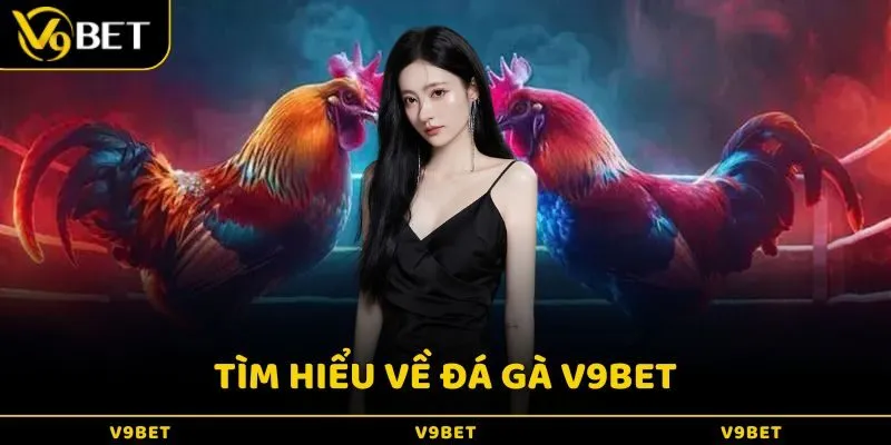 Tìm hiểu về trò chơi đá gà V9Bet